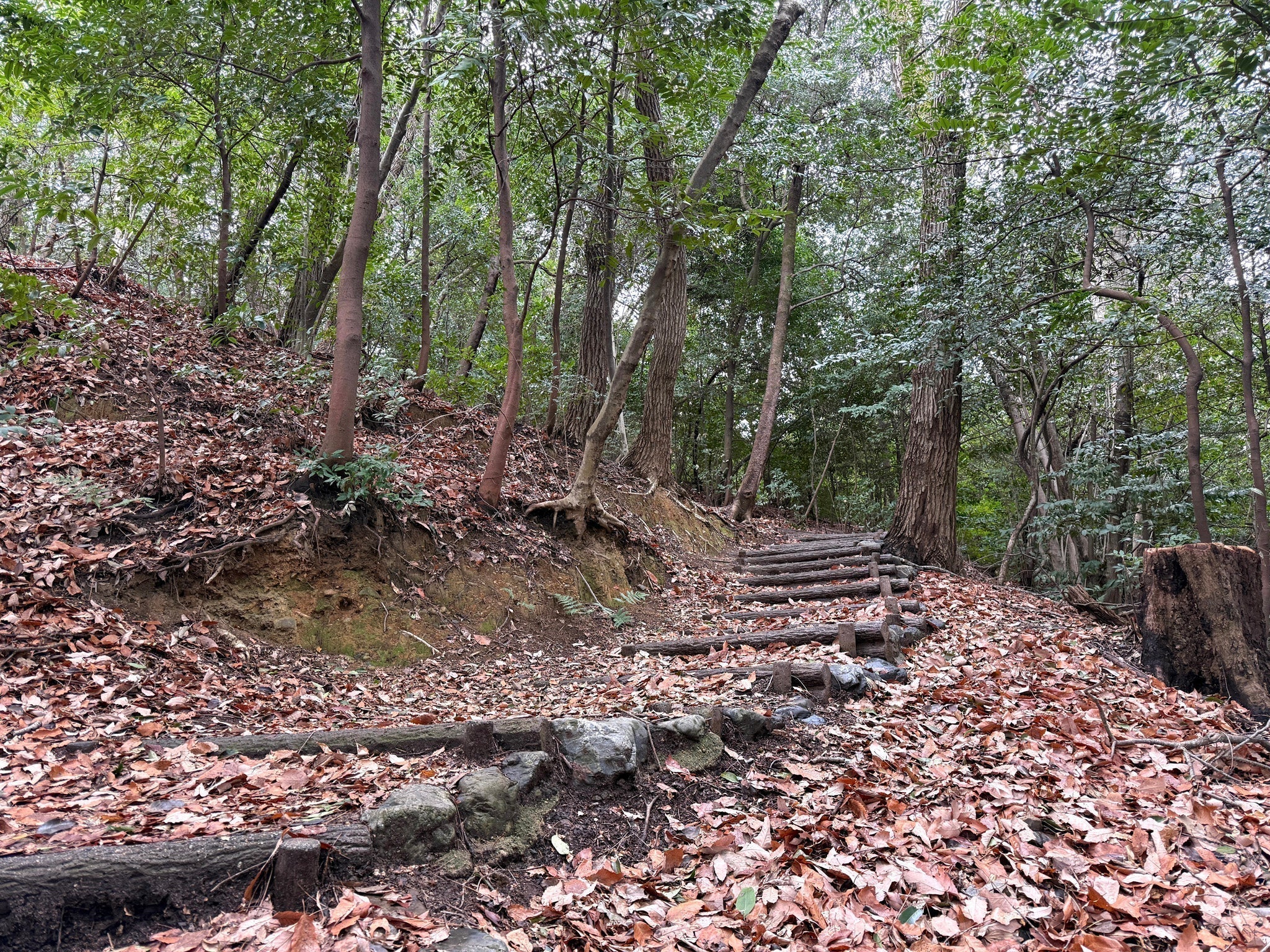 forest bathing in kyoto – Okan Arts