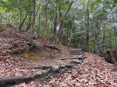 forest bathing in kyoto