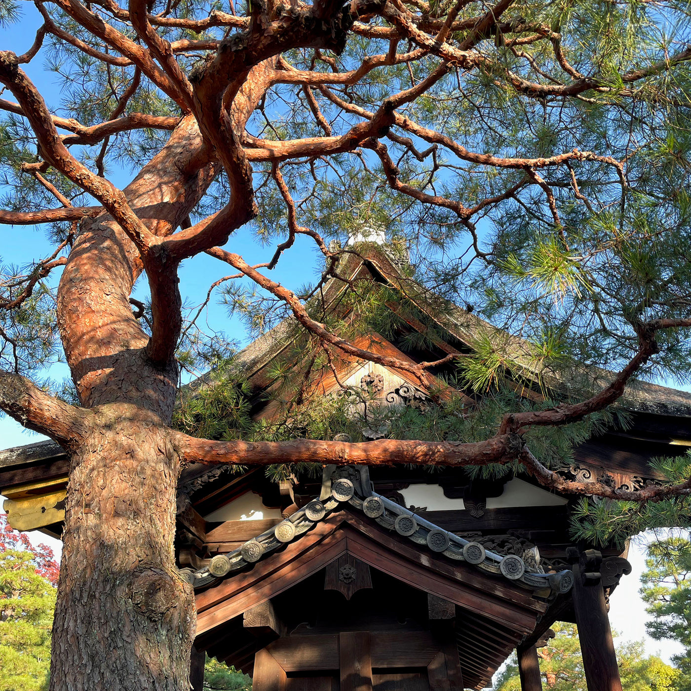 Pine Tree at Temple